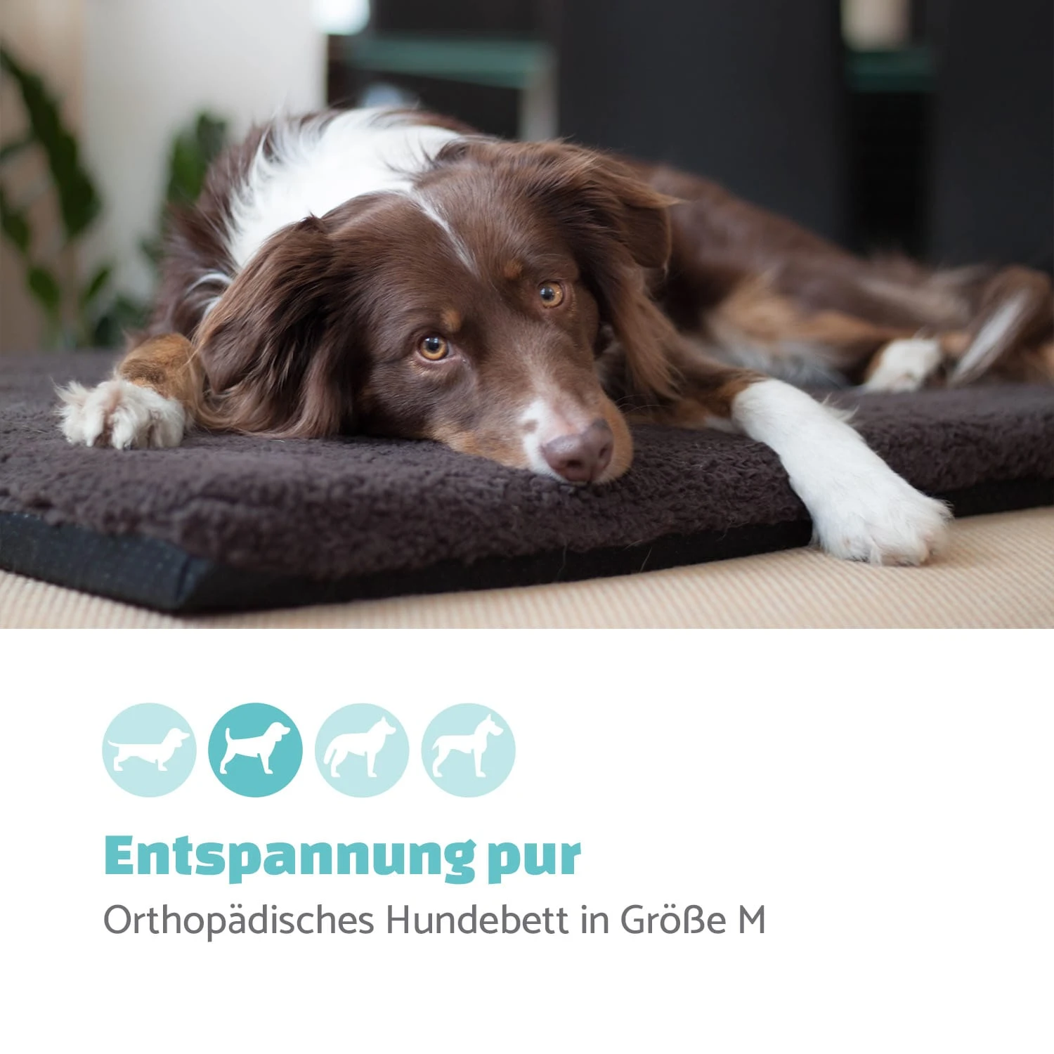 Luna Hundebett waschbar orthopädisch rutschfest Memory-Schaum Größe M Luna Hundebett Waschbar Orthopädisch Rutschfest Memory-Schaum Größe M -Deutschland Klarstein Verkaufs-Shop 10037546 de 0002 logo